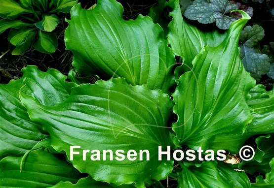Hosta Unruly Child